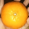 orange_ba1