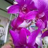 kha.yay.phyu26