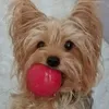 jesse.jes2