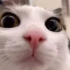 kha.acc.na.ri