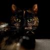 tortie_tabby_tales