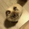 vanilla.k