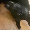 hello.there.buddy