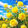 .anjal71