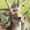 sunkissedfawns