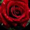 choudhary2264