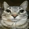 Kaiohbs9