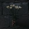 leyle_23