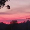 chloie_strawberry1