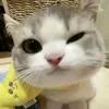 cutephomaiquehahaha07