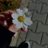 raflrafl.ghassn