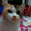 mama_endut11