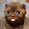 soyaaaa.me