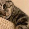 wildanee_abu