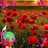 elizaveta.iacob
