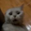littlebspicy
