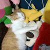 kucing_gemoy_banget