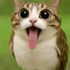 jaxy.jay