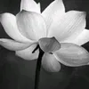 hatruongdinh1977