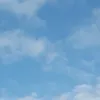 halimacheba0