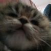 cookie_attack67