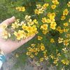 laylo_744
