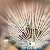 silvertoothbehavior