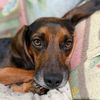 a_beagle_named_chase