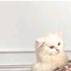 baerene_726