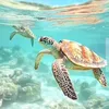 ocean.lover.aquatic.sea