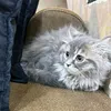 ياسر محمد كاظم