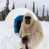 nichtichwtf