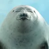 sebbiseal