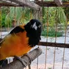 robertoribei1
