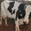 gilmarnunes018