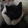 zoki_paws