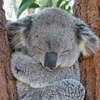 koalaell