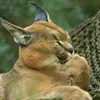 petitegirafe92