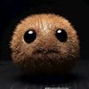 kiwi_123.5