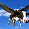 khongbtdatgi0