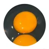 gjo667