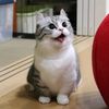 _frikadelki_