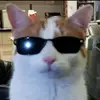 mini_doony