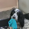 tinanewmanroper