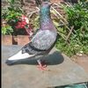 merpati.681