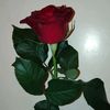 mrm7207