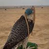 ummi.naser2
