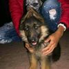 djamel06871