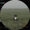 detective_ft