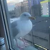 urbeef_curtains